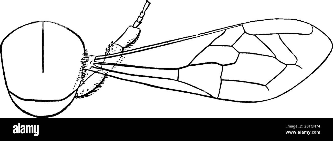 Eine Honigbiene ist ein eusociales, fliegendes Insekt in der Familie Apidae, sie lebt in Kolonien. Diese Figur stellt Mesothorax der Honey Bee, Vintage Linie dra Stock Vektor