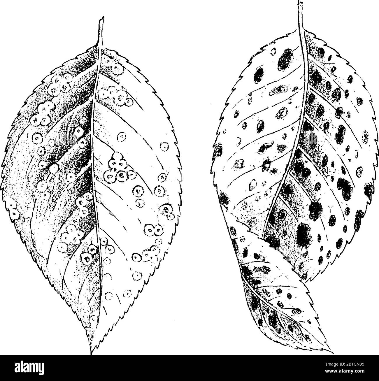 Birnenblätter vollständig mit kleinen Flecken von phytoptus pyrus, die Art von Galle Milbe, Vintage-Linie Zeichnung oder Gravur Illustration bedeckt ist. Stock Vektor