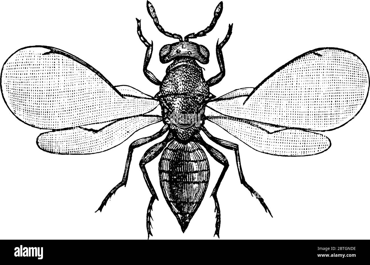 Ein Insekt aus der Chalcidoidea Familie der Chalcid Wespen, Vintage Strichzeichnung oder Gravur Illustration. Stock Vektor