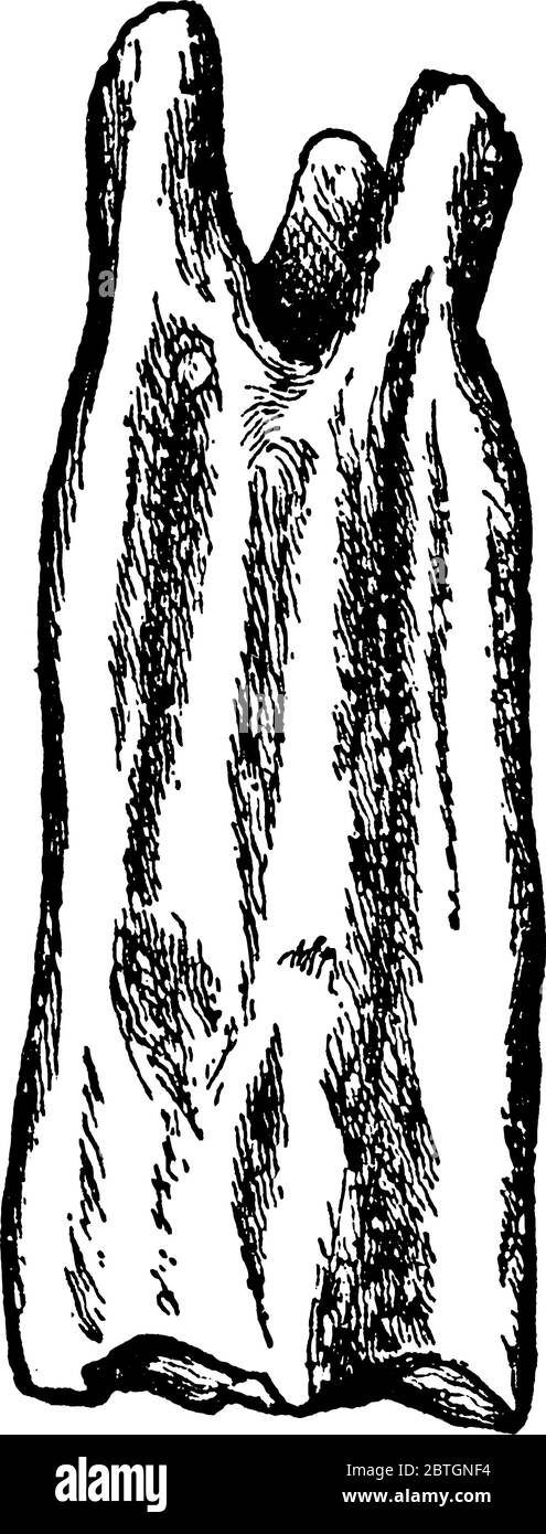 Der entsprechende Zahn des Pferdes in Hypsidont-Form, Vintage-Strichzeichnung oder Gravur Illustration. Stock Vektor