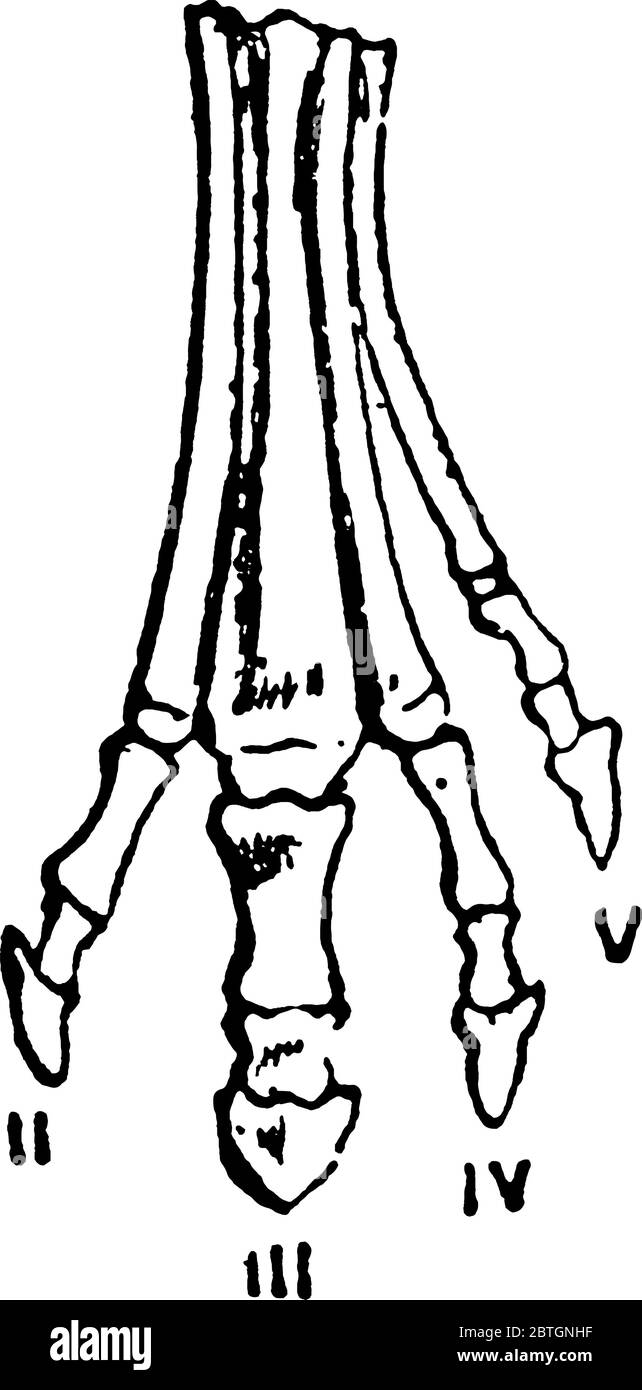 Eine typische Darstellung der aufeinanderfolgenden Stadien der Modifikation der Füße von ausgestorbenen Formen von Pferd-wie Tiere, illustriert schrittweise Reduktion o Stock Vektor