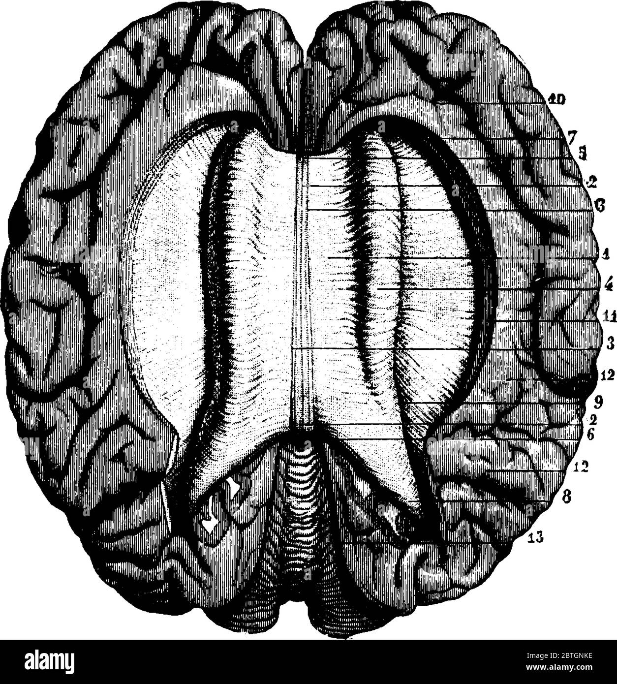 Diagramm des Querschnitts des mittleren Teils des Gehirns, der Carpus callosum, Vintage-Strichzeichnung oder Gravur-Illustration zeigt. Stock Vektor