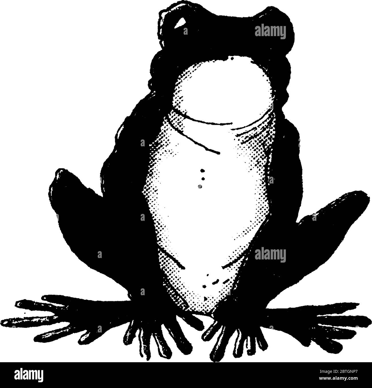 Eine typische Darstellung des Frosches, der kurzmundige, schwanzlose Amphibien ist; die Ordnung Anura, der Lebenszyklus eines Frosches in der Regel beginnt in Stock Vektor