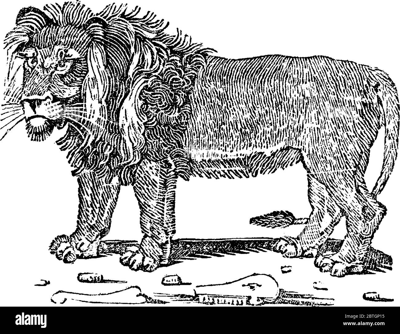 Ein männlicher Löwe auf dem Land mit einem kurzen, abgerundeten Kopf, einem reduzierten Hals und runden Ohren, und einem haarigen Büschel am Ende seines Schwanzes; Säugetier der Familie felid Stock Vektor