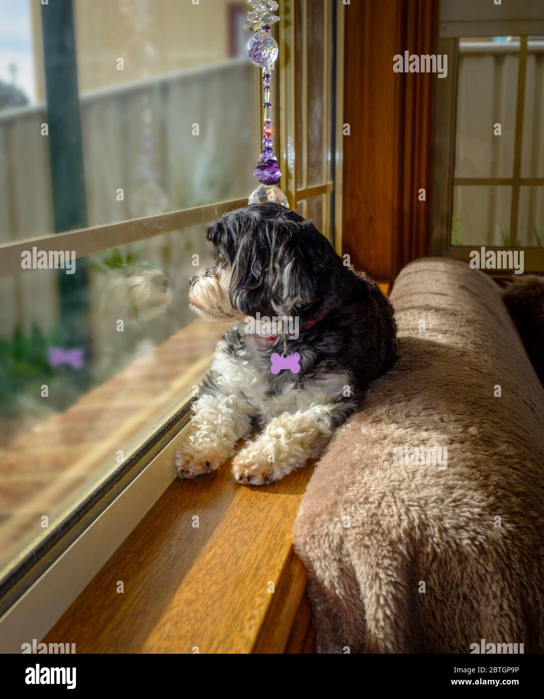 Niedlichen schwarz und weiß Welpen Hund warten aus dem Fenster schauen Stockfoto