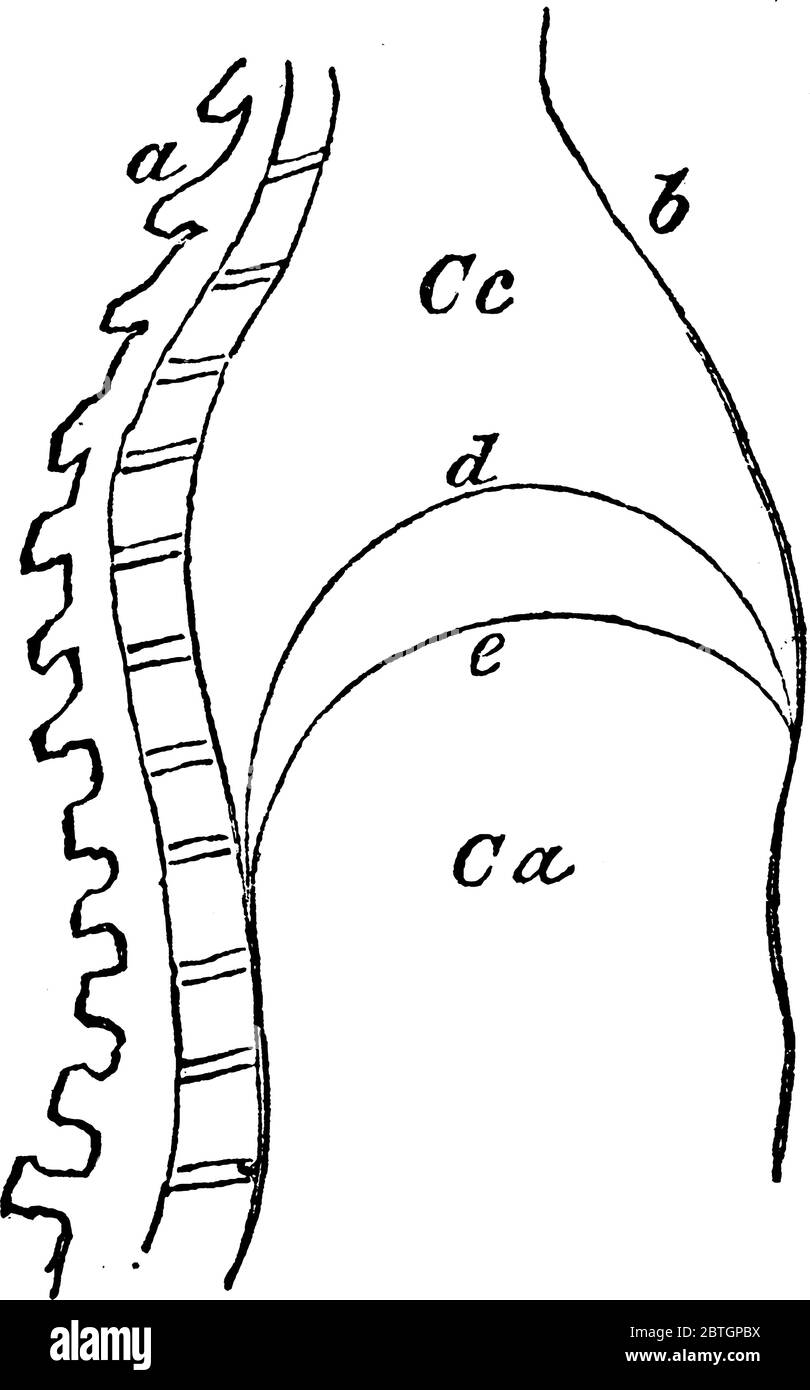 Diagramm eines menschlichen Zwerchfells, in dem wir das Zwerchfell von der Seite sehen, Vintage-Strichzeichnung oder Gravur Abbildung. Stock Vektor