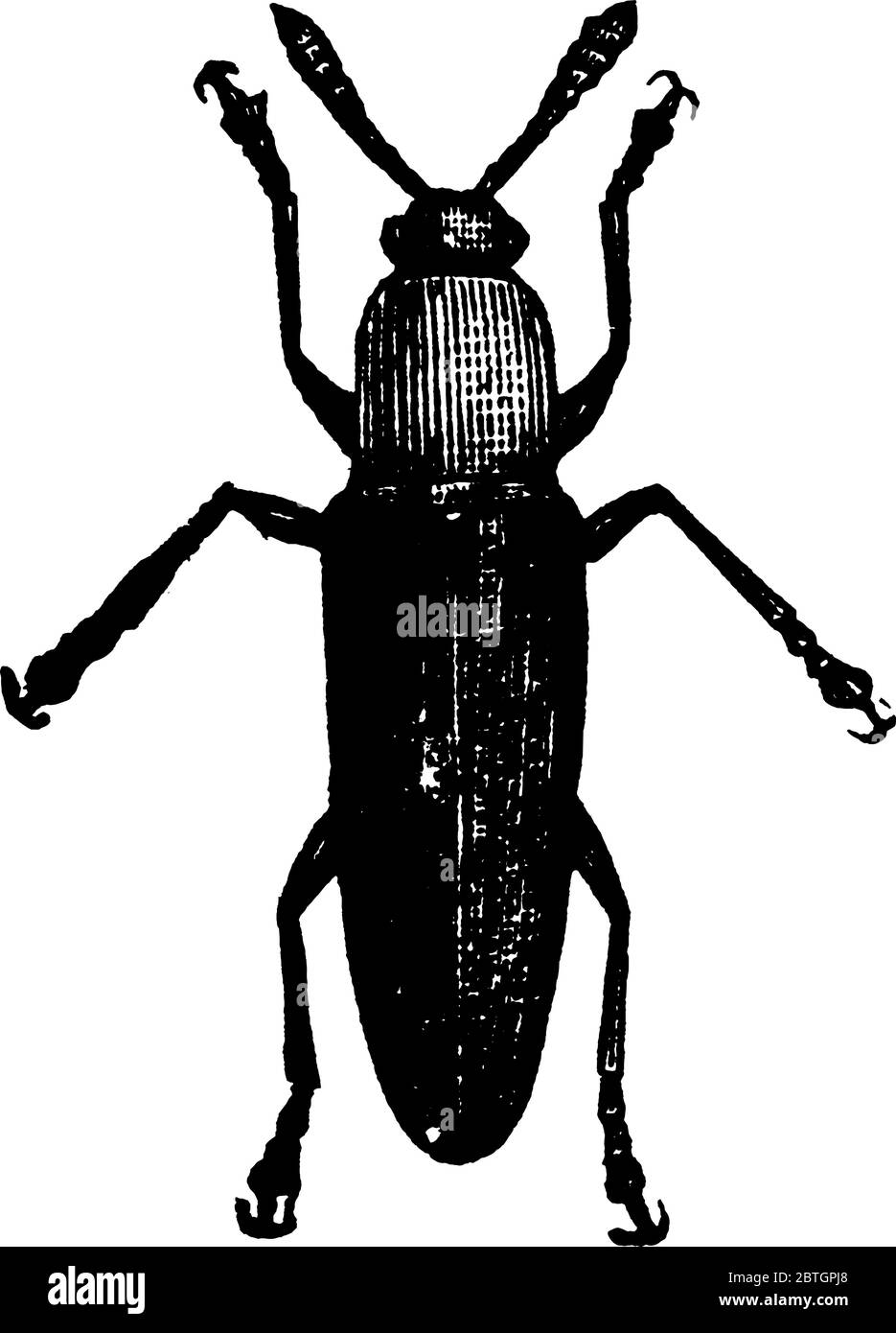 Klee Stem Borer in Mittelamerika und Nordamerika gefunden, Vintage Strichzeichnung oder Gravur Illustration. Stock Vektor