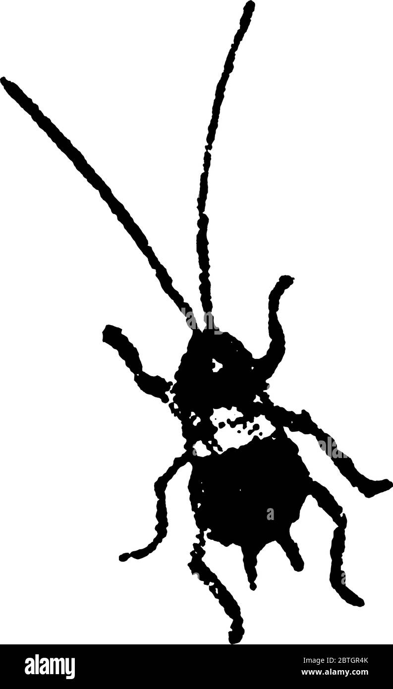 Bild zeigt zweite Stufe des Croton Bug, Vintage-Linie Zeichnung oder Gravur Illustration. Stock Vektor