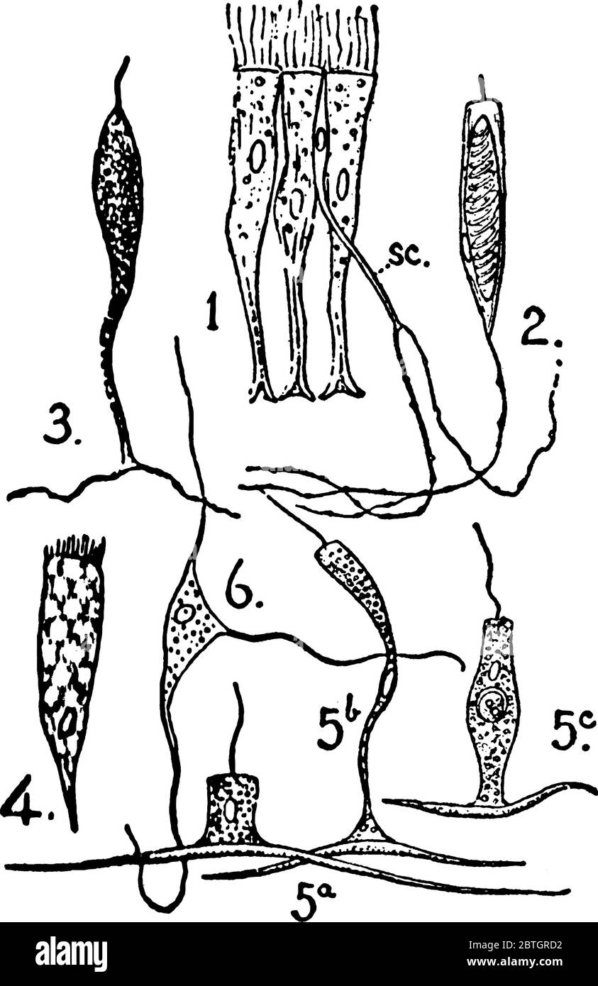 Actinian Fotos und Bildmaterial in hoher Auflösung Alamy