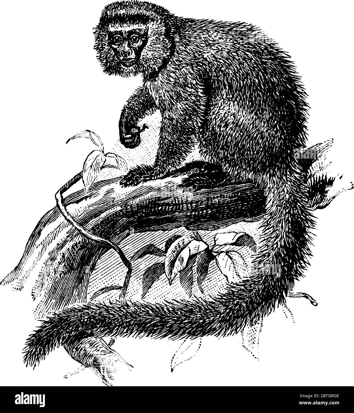 Murmeltier, ein südamerikanischer Affe, der auf den Ästen des Baumes sitzt, hat keine Weisheitszähne und hat Krallen und taktile Haare an den Handgelenken., Vintage-Linie d Stock Vektor