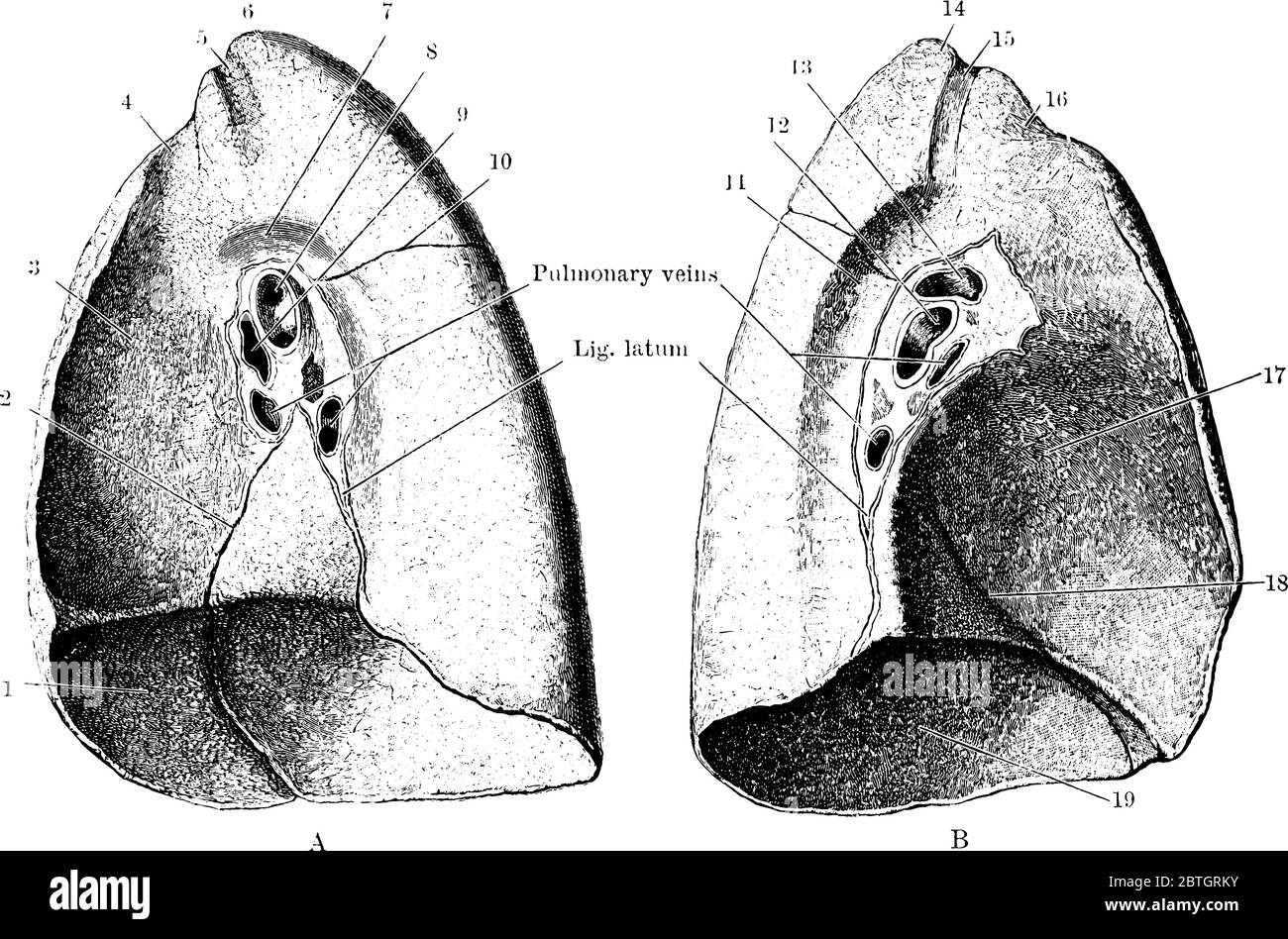 Die mediastinalen Oberflächen der Lunge eines Probanden, links und rechts, werden durch Formalinjektion gehärtet. Und, seine Teile von A nach B, und 1 bis 19, vi Stock Vektor