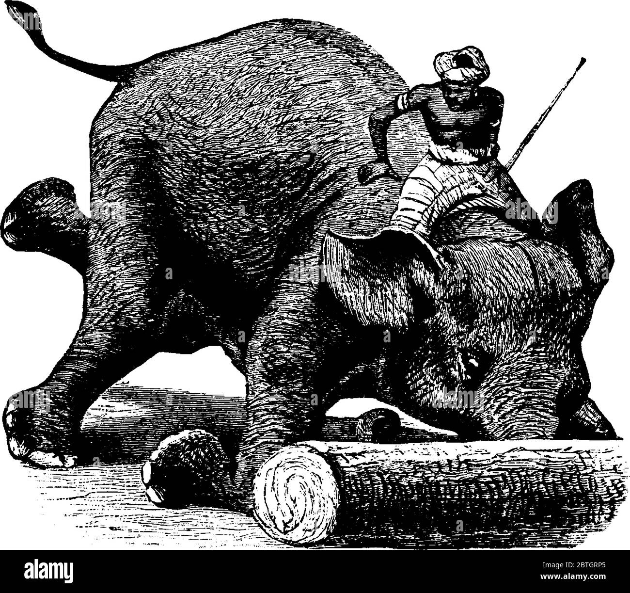 Ein Mahout reiten ein Elefant mit großen Ohren, Säule wie Beine, Rollen ein Log mit seinem langen Stamm, Vintage-Linie Zeichnung oder Gravur Illustration Stock Vektor