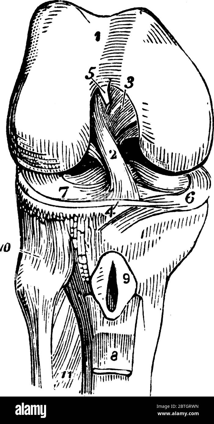 Das Kniegelenk ist ein Gelenkgelenk des Gelenks. Dieses Gelenk hält den Oberschenkelknochen, Schienbein, Fibel und Kniescheibe, Vintage-Linienzeichnung oder Engras zusammen Stock Vektor