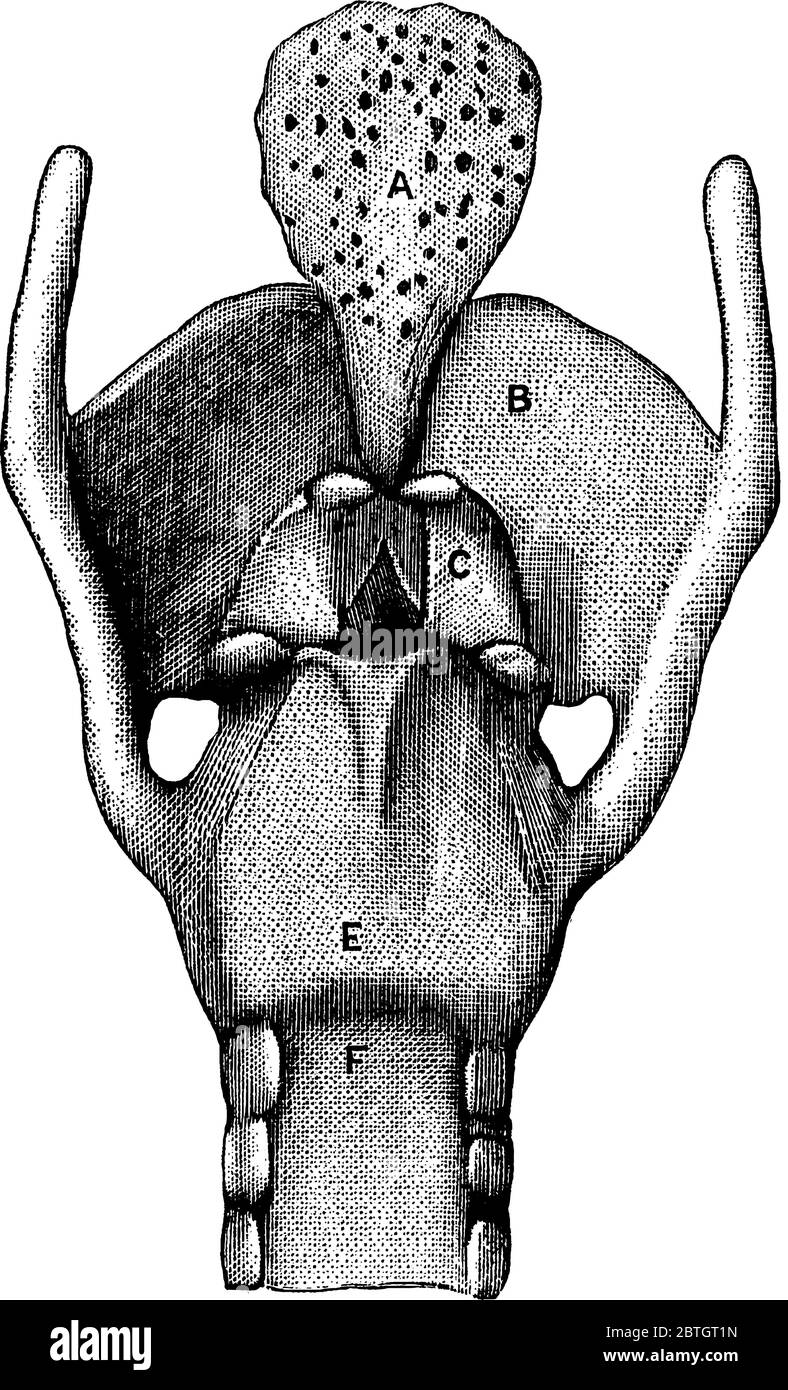 Die Vorderansicht der Knorpel und Bänder des Kehlkopfes, die die Teile darstellen, A, Epiglottis; B, Schilddrüsenknorpel; C, Knorpel-Form Knorpel; E, c Stock Vektor
