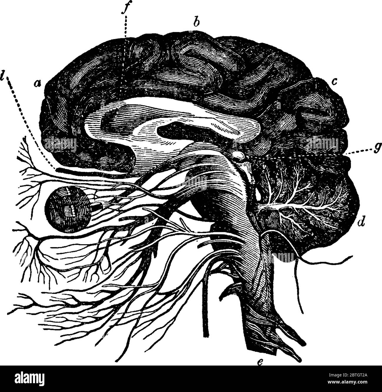 Ein Diagramm, in dem zwei Dreiecke gezeigt werden, die ähnlich ist, Vintage-Linienzeichnung oder Gravur Illustration. Stock Vektor