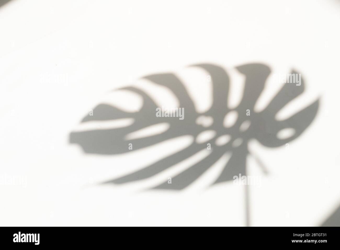 Monstera Blatt Schatten Overlay auf weißen Wand Hintergrund. Schatten tropischer Blätter an der weißen Wand. Große tropische Pflanzen, Reben Monstera. Stockfoto