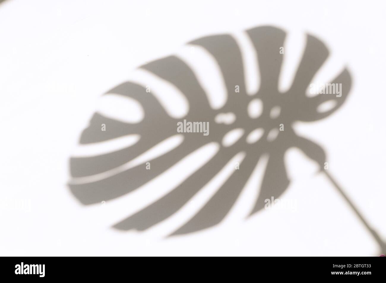 Monstera Blatt Schatten Overlay auf weißen Wand Hintergrund. Schatten tropischer Blätter an der weißen Wand. Große tropische Pflanzen, Reben Monstera. Stockfoto