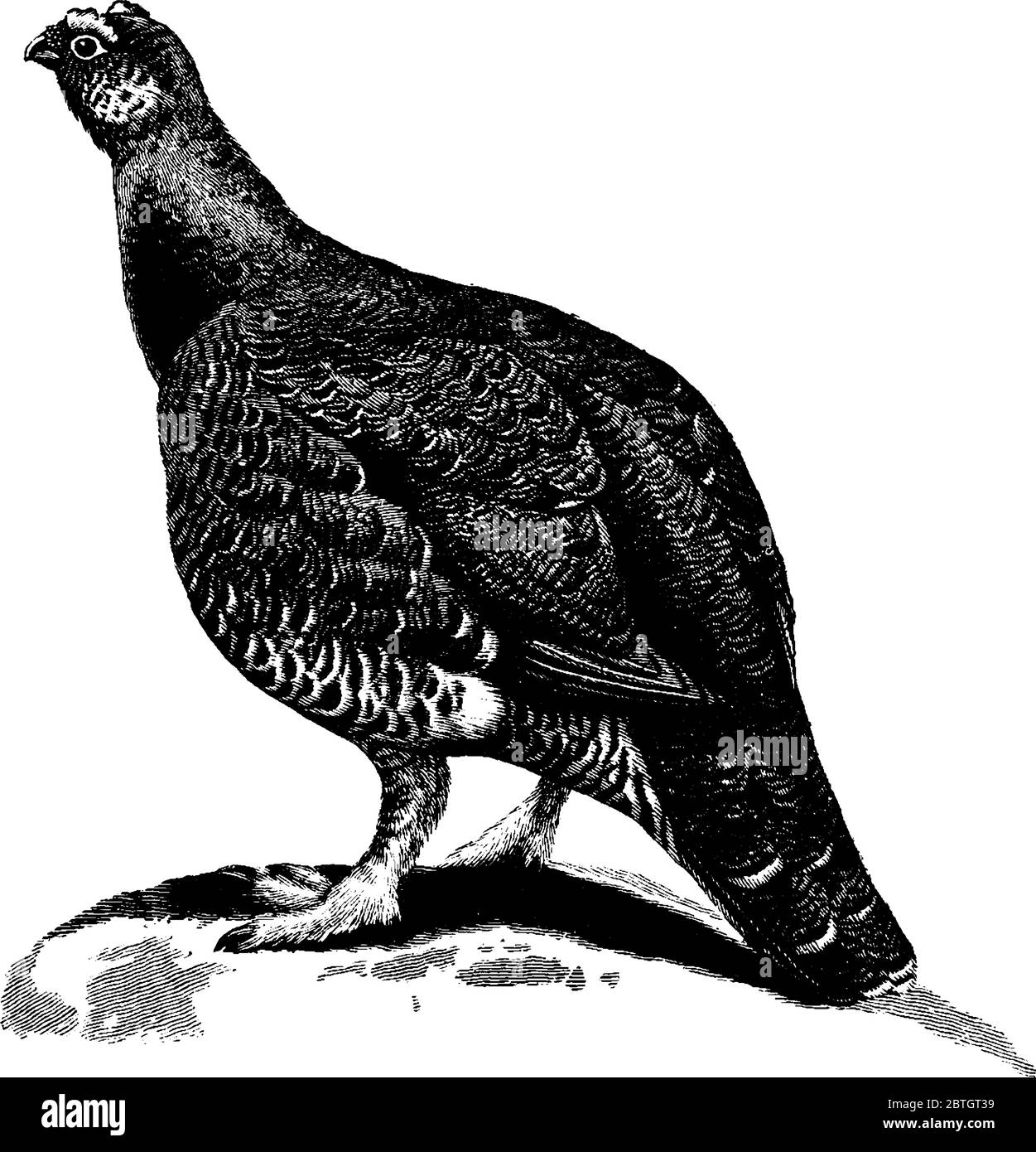 Die Rotkehlmaus ist ein mittelgroßer Vogel der Familie der Phasianidae, der in Heidegewässer in Großbritannien und Irland gefunden wird., Vintage-Strichzeichnung Stock Vektor