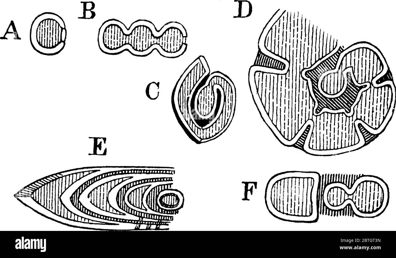 Foraminifera, sie gehören zu den häufigsten geschälten Organismen in vielen Meeresumwelt, Vintage-Linie Zeichnung oder Gravur Illustration. Stock Vektor