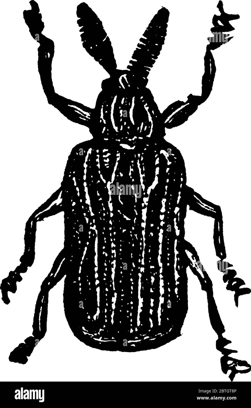 Rosy Hipsa, der Odontotota rosea Art gehört zu Drachenfliege, Vintage-Strichzeichnung oder Gravur Illustration. Stock Vektor