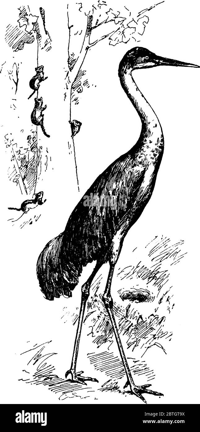 Eine Art von großen Kran von Nordamerika und extrem Nordost-Sibirien, Erwachsene sind grau insgesamt; während der Zucht, ihr Gefieder ist in der Regel viel w Stock Vektor