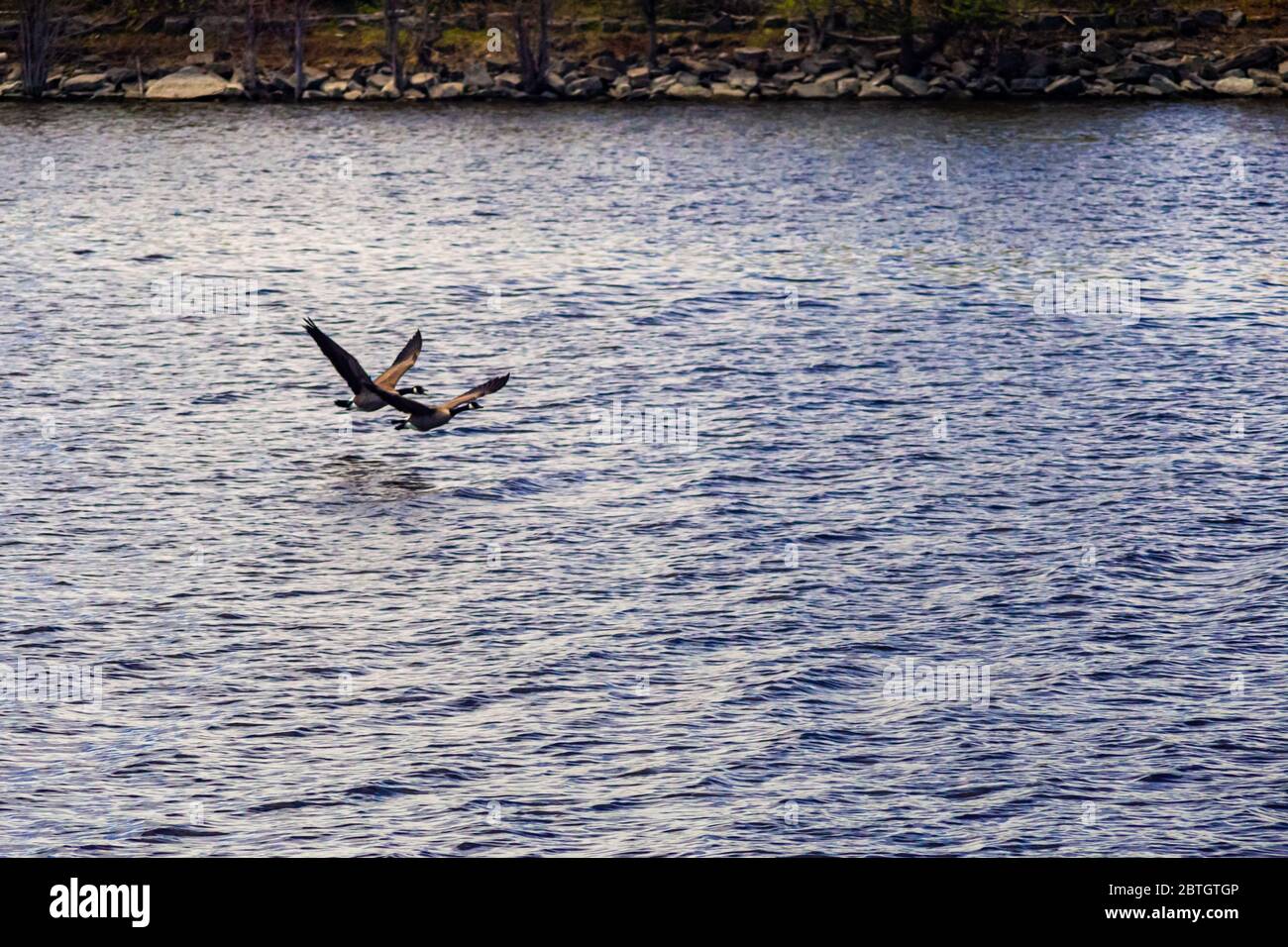 Ein Paar Kanadagänse fliegen kurz nach dem Start im Flug tief über das Flusswasser. Stockfoto