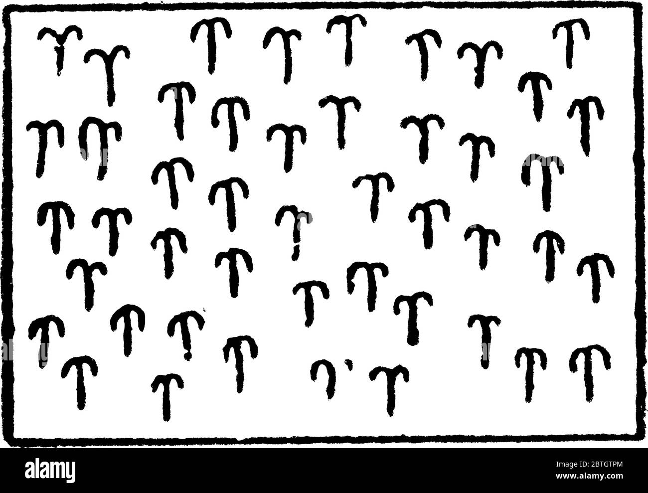 Die typische Darstellung von Mais auf einer topographischen Karte, Vintage-Strichzeichnung oder Gravurdarstellung. Stock Vektor