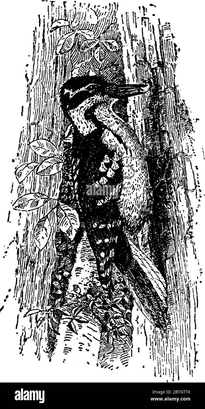 Haariger Specht ist ein Vogel, der auf Holz langweilige Insekten und Ameisen überlebt, Vintage-Strichzeichnung oder Gravur Illustration. Stock Vektor