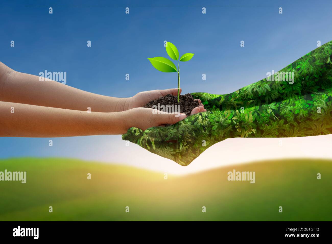 Umwelt Earth Day Hände von der Natur. Mädchen Hände halten Bäume wachsen auf grünen Berg und blauen Himmel Hintergrund. Ökologie und Naturkonzept. Stockfoto