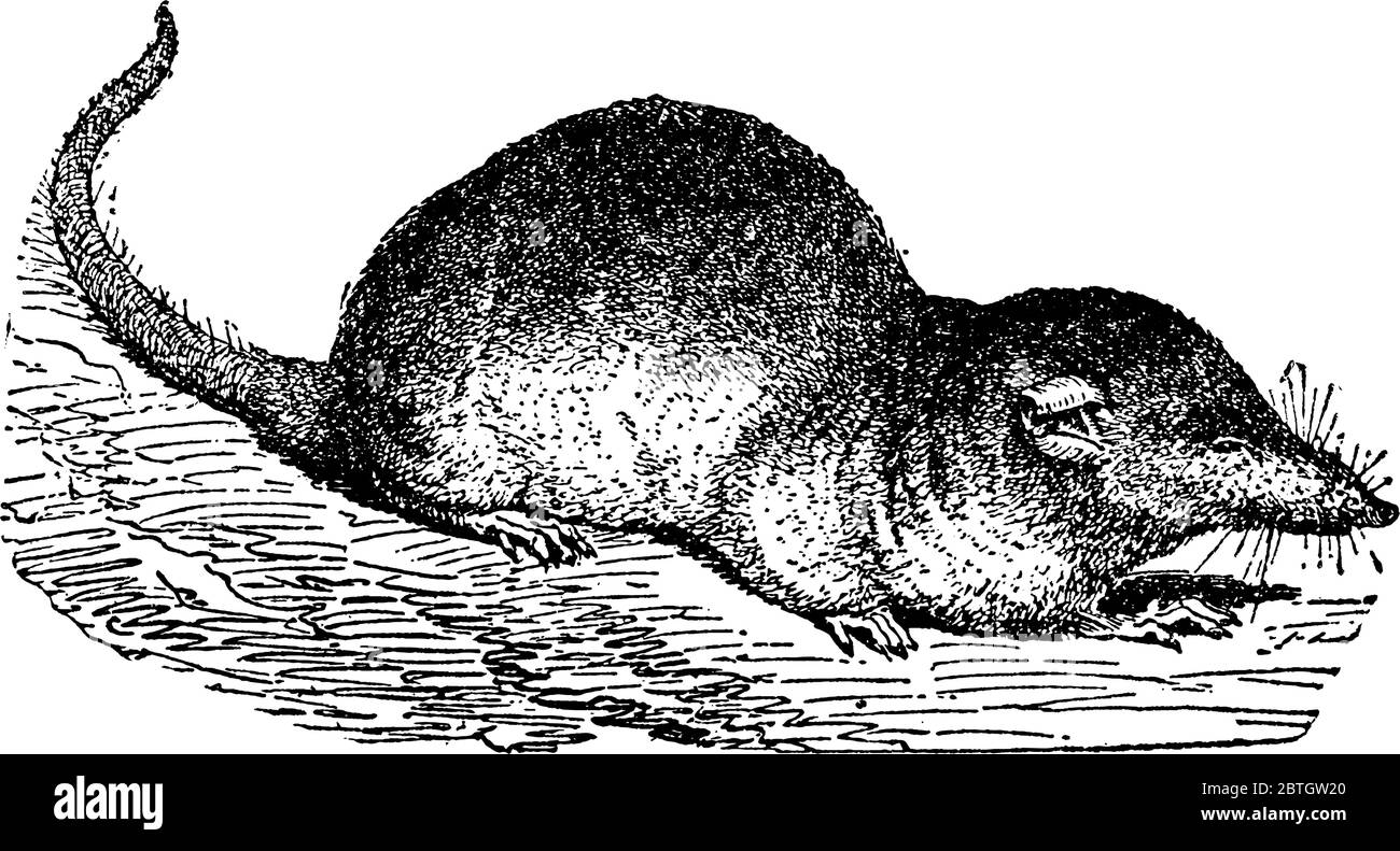 Spitzmäuse, einer langnasigen Maus, und sind keine Nagetiere, die Spitzmäuse Familie ist Teil der Ordnung Soricomorpha. Sie haben Füße mit fünf geklatteten Zehen, im Gegensatz zu r Stock Vektor