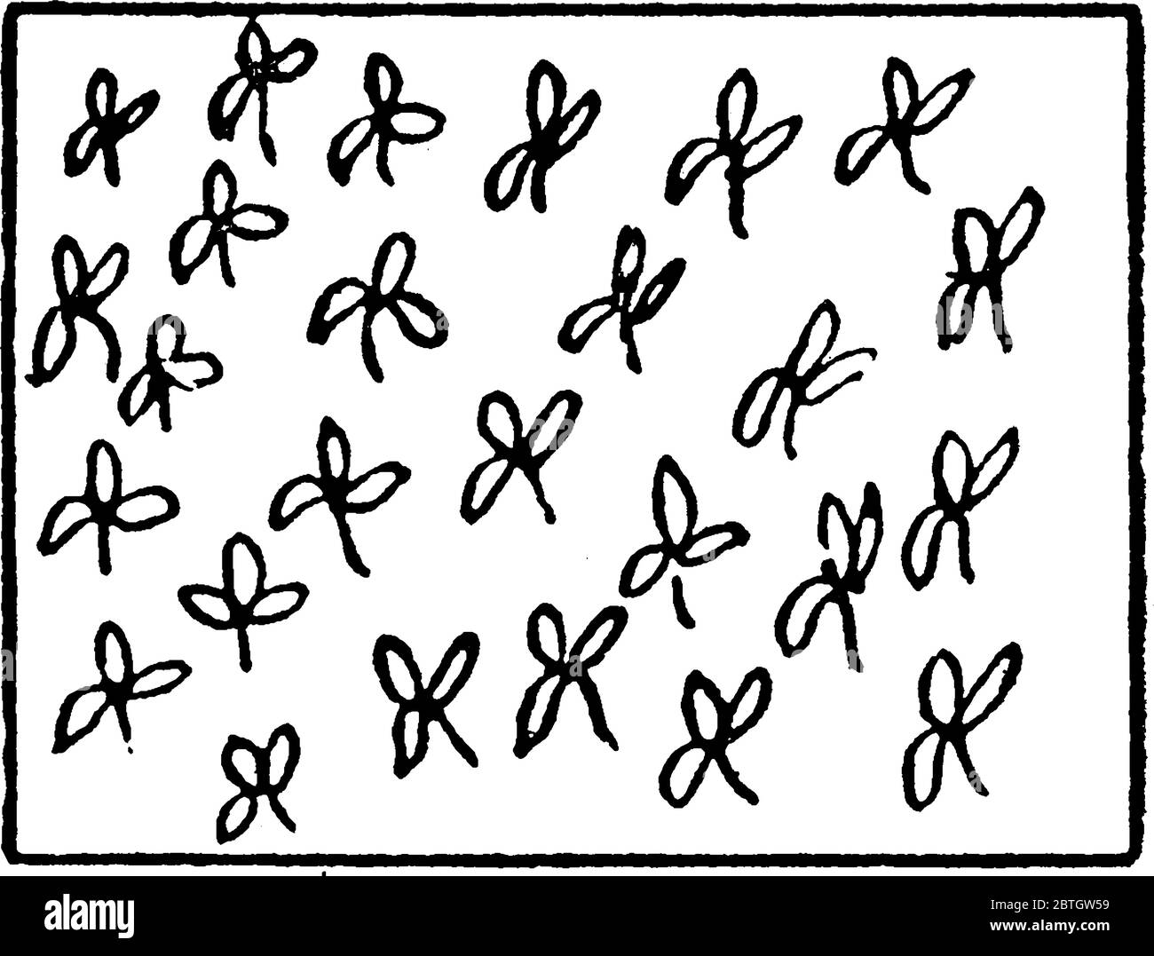 Die typische Darstellung der Banane auf einer topographischen Karte, Vintage-Strichzeichnung oder Gravurdarstellung. Stock Vektor