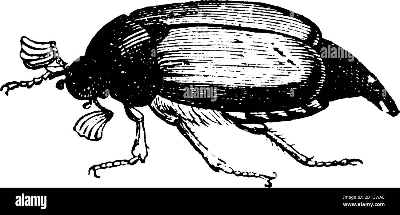 May Beetle gehört zur Familie Phyllophaga, Vintage-Strichzeichnung oder Gravur Illustration. Stock Vektor