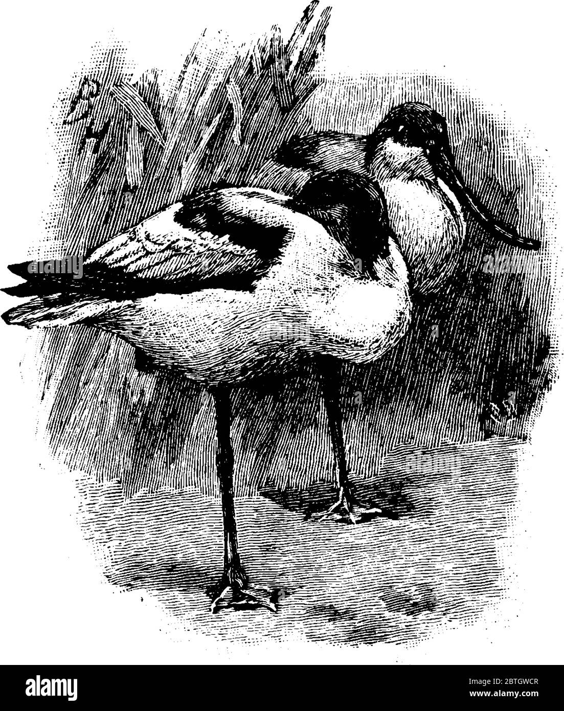Ein auf dem Boden stehender Wadervogel, 15 bis 18 cm groß und mit einer Kastanienfarbe auf dem Kopf. Diese Art von Vögeln ist in warmen und heißen Klimazonen heimisch Stock Vektor