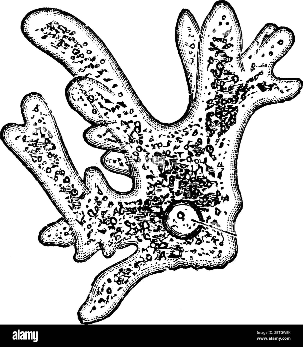 Eine Illustration einer Amöbe, einer Vintage-Strichzeichnung oder einer Gravur. Stock Vektor