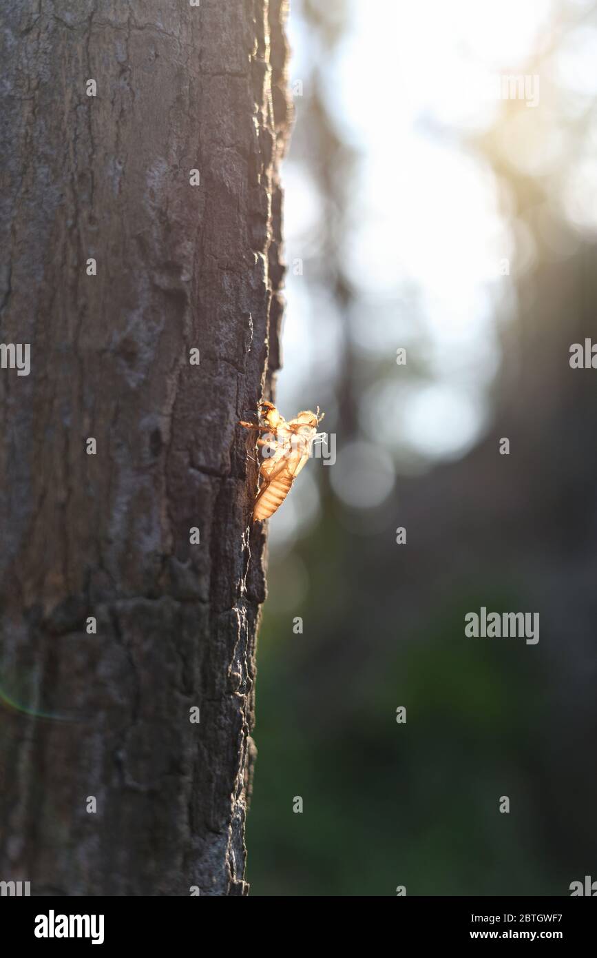 Zikaden, die auf dem Baum häuten. Zikaden Flecken, schöne Natur Szene Insekt Häutung Zikaden in der Natur. Konzept Zikaden Metamorphose wachsen bis zu Erwachsenen in Stockfoto