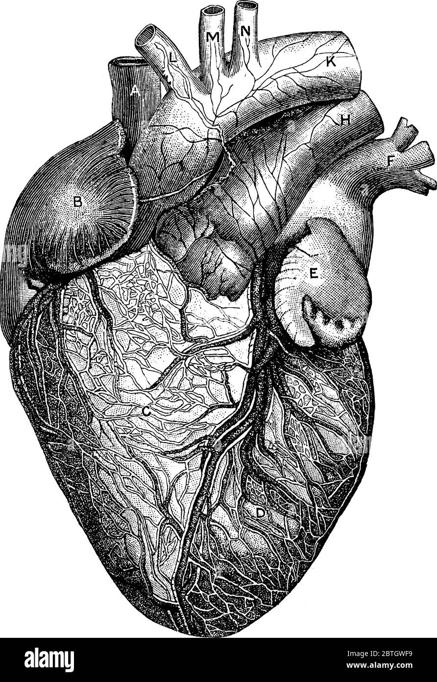 Die anteriore Ansicht des Herzens, mit den Teilen, A, Vena Cava Superior; B, rechte Ohrmuschel; C, rechte Herzkammer; D linke Herzkammer; E, linke Ohrmuschel; F pulm Stock Vektor