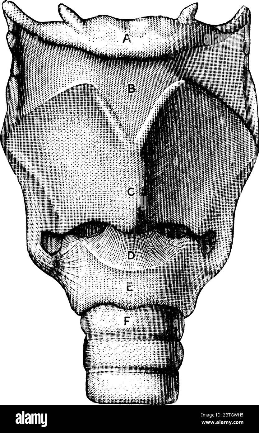 Die Vorderansicht der Knorpel und Bänder des Kehlkopfes, die die Teile darstellen, A, Hyoidknochen; B, Membran, die an Hyoidknochen und dem Schild-Sha befestigt ist Stock Vektor