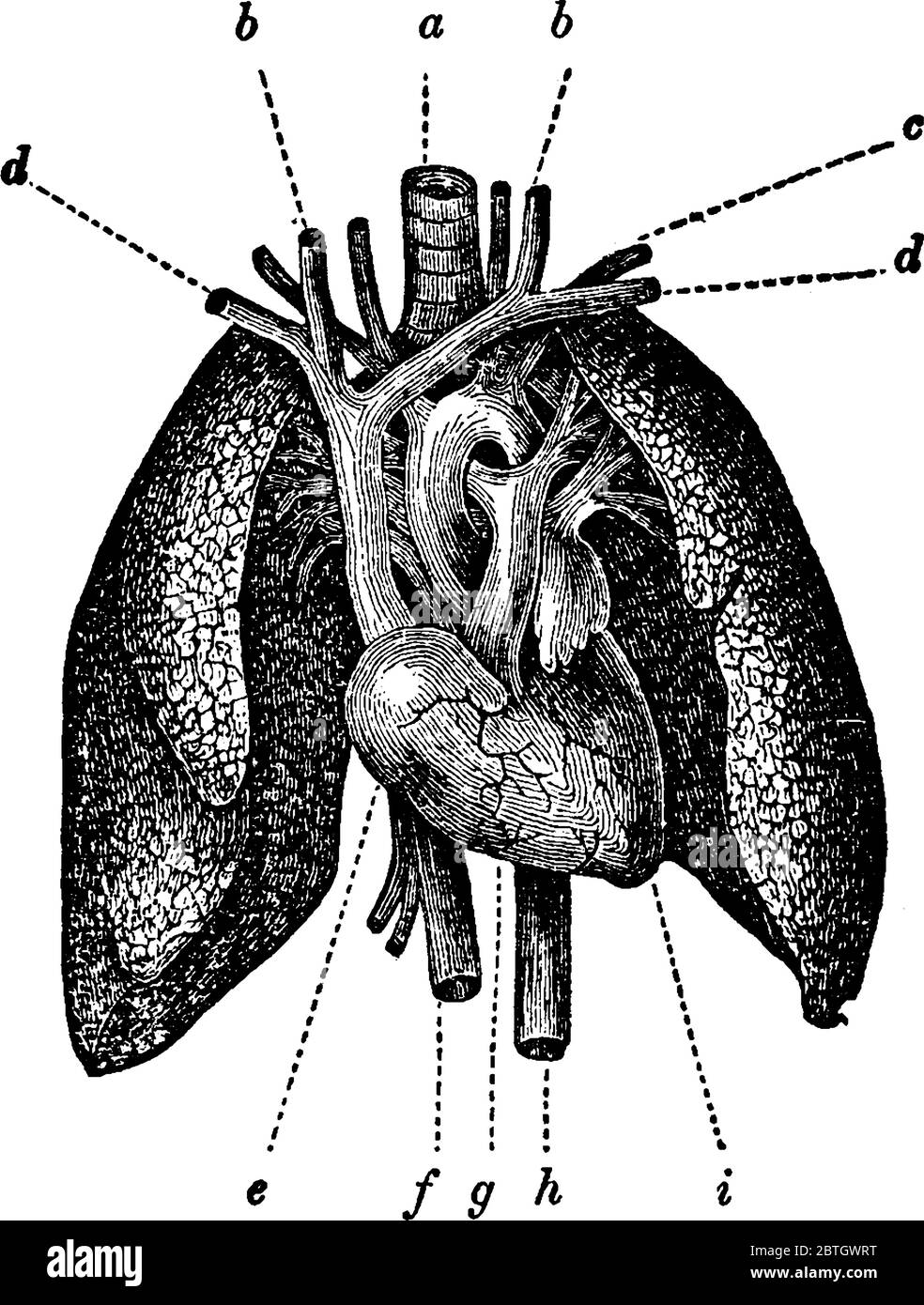 Komplette Anatomie des Herzens und der Lunge des Menschen, Vintage-Strichzeichnung oder Gravur Illustration. Stock Vektor