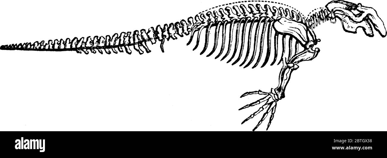 Bild zeigt Skelett der Dugong, ein mittelgroßes Meeressäuger eine der vier Arten der Ordnung Sirenia, Vintage-Linie Zeichnung oder Gravur ill Stock Vektor
