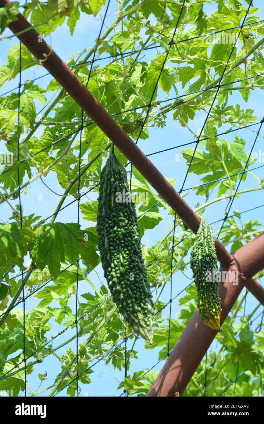 Melone, bitterer Kürbisbaum oder bitterer Kürbisbaum Stockfoto