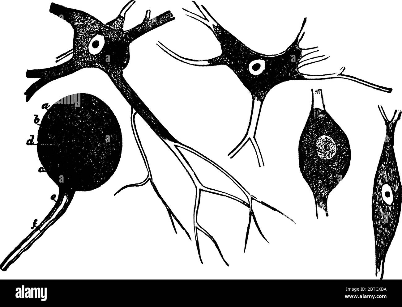 Nervenzelle auch Neuronen genannt, ist seine Funktion, Nachrichten von einem Teil des Körpers zu einem anderen zu übertragen, Vintage-Linie Zeichnung oder Gravur illustra Stock Vektor