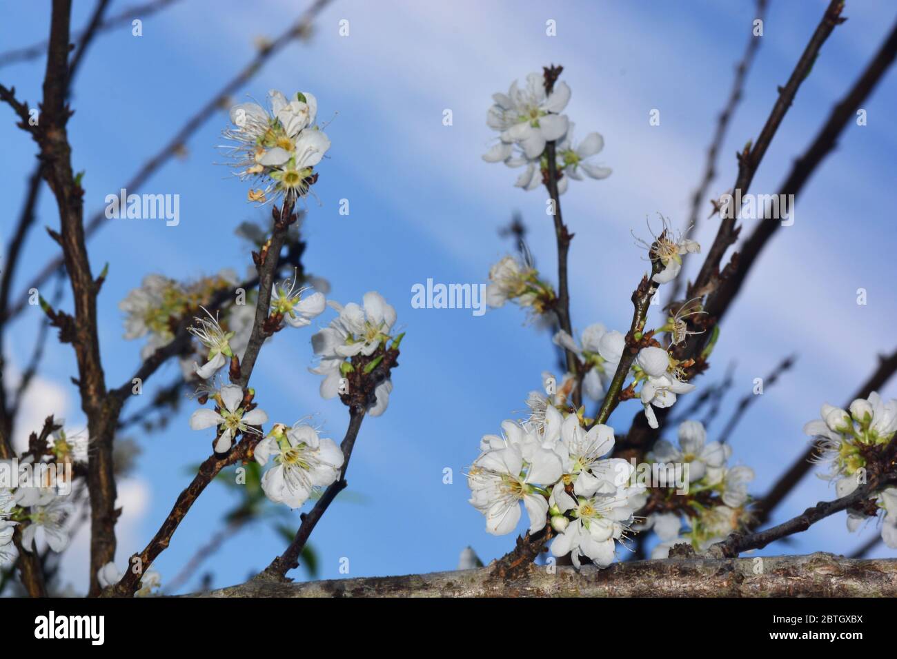 Blühende Weiße chinesische Pflaumenblume oder japanische Aprikose, koreanische grüne Pflaume, Ostasien, wird normalerweise Pflaumenblüte genannt Stockfoto