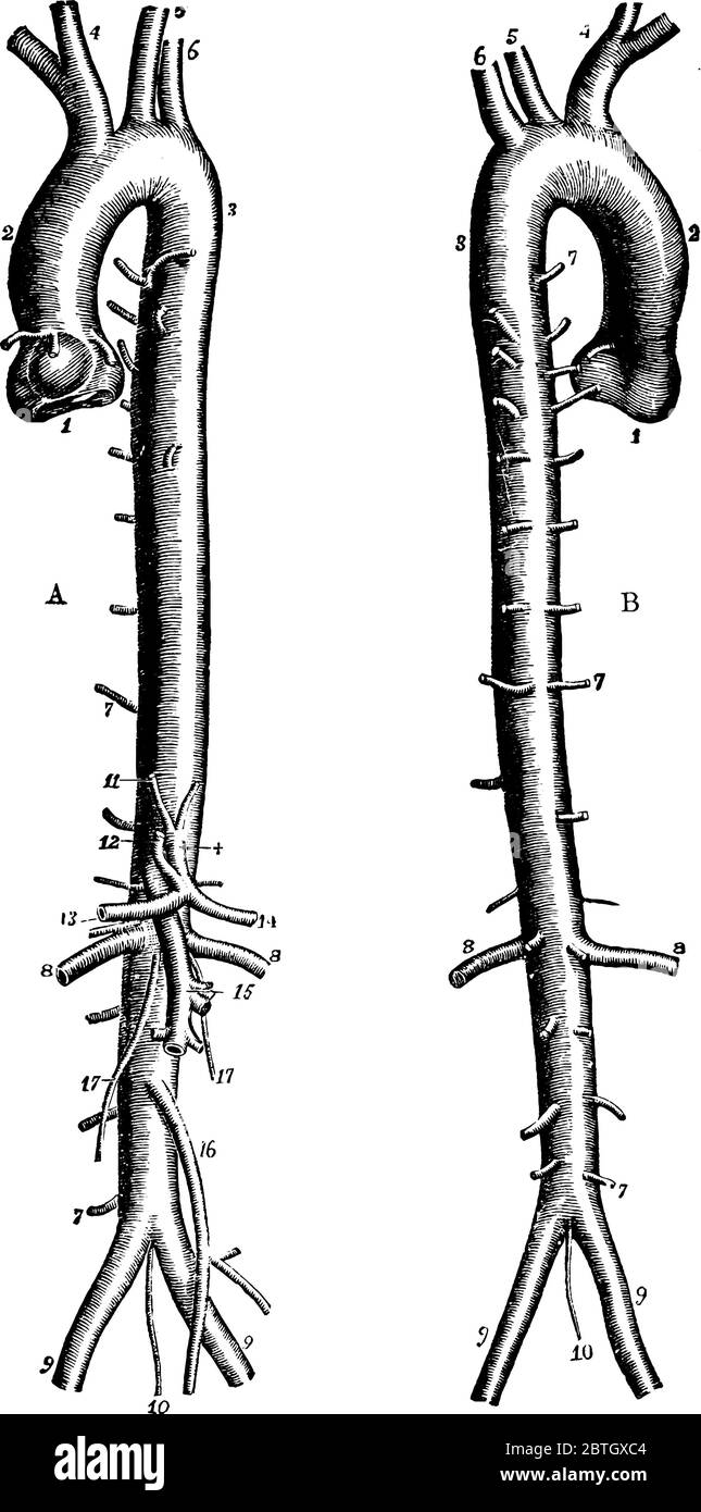 Die Aorta, die größte Arterie im Körper, die oben am linken Ventrikel beginnt, der muskulären Pumpkammer des Herzens, mit ihren Teilen gekennzeichnet Stock Vektor