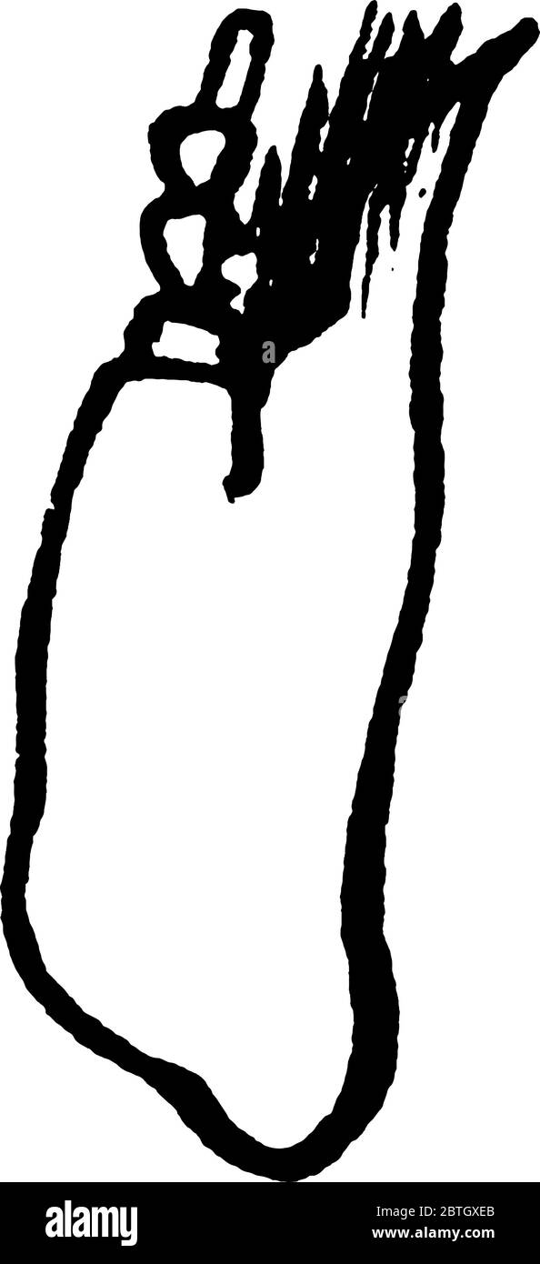 Lederkäfer sind glänzend schwarze Farbe in wärmeren Teilen der Hemisphären gefunden, Vintage-Linie Zeichnung oder Gravur Illustration. Stock Vektor