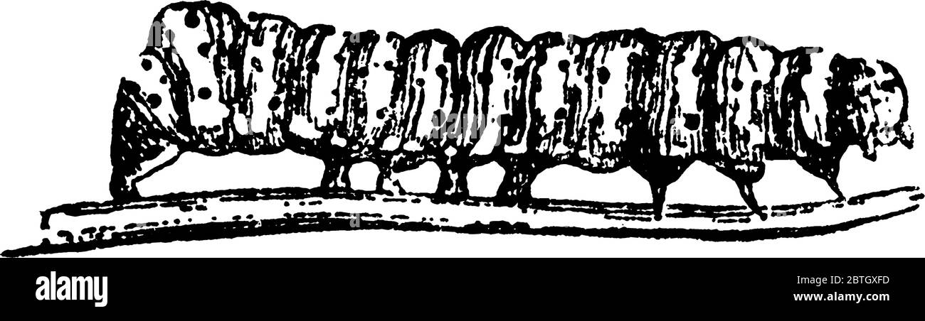 Schmetterlinge, Alypia octomaculata Arten, im Stadium der Larve. Dies ist ein Acht-Gefleckter Froster, Vintage-Linie Zeichnung oder Gravur Illustration. Stock Vektor