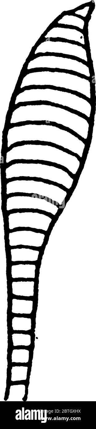 Clubbed Antenne von Schmetterlingen fliegen in der Tageszeit , vintage Linienzeichnung oder Gravur Illustration. Stock Vektor