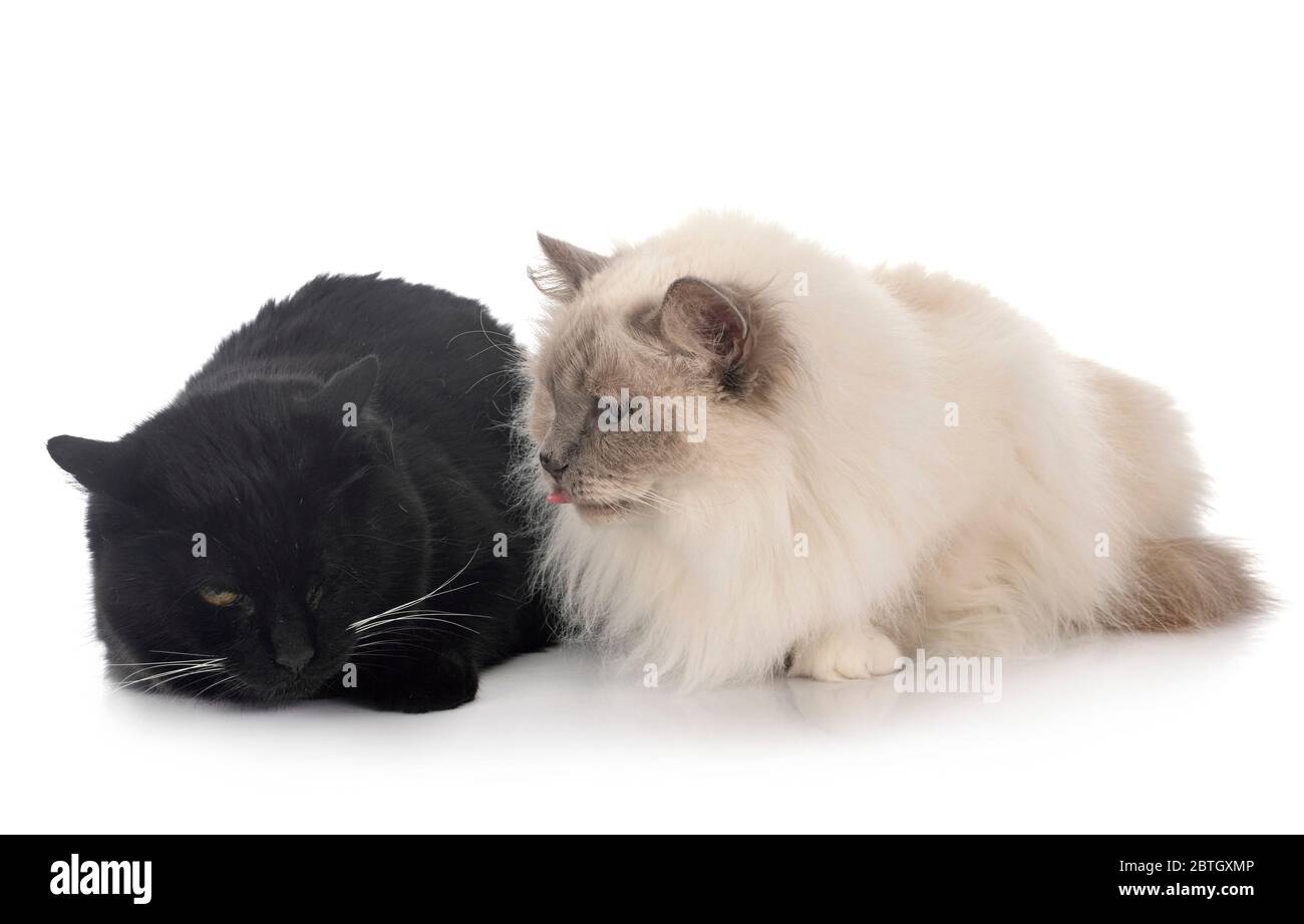 birman Katze und streunende Katze vor weißem Hintergrund Stockfoto