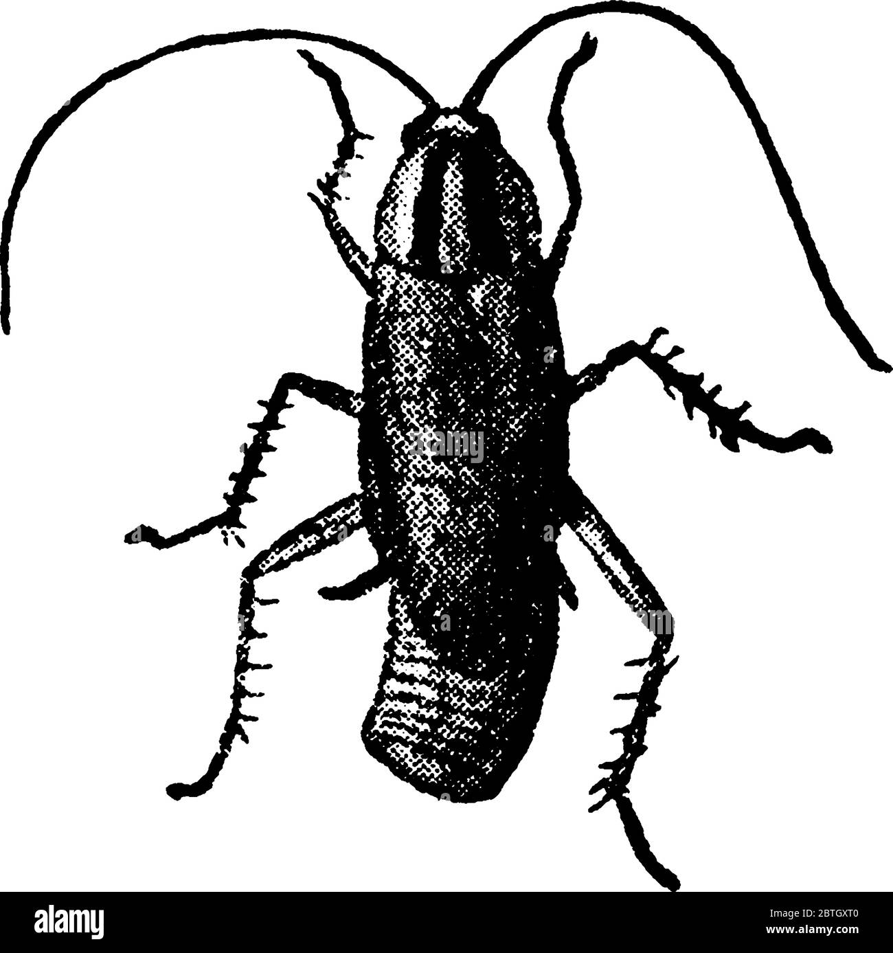 Erwachsene Croton Bug, Vintage Strichzeichnung oder Gravur Illustration. Stock Vektor