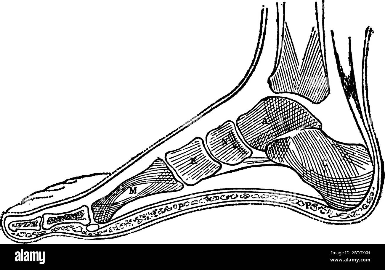 Es besteht aus drei Reihen von Gruppen von Knochen, dem Tarsal oder hindermost; dem Metatarsal, die den mittleren Teil besetzen; und dem Phalanges, whic Stock Vektor