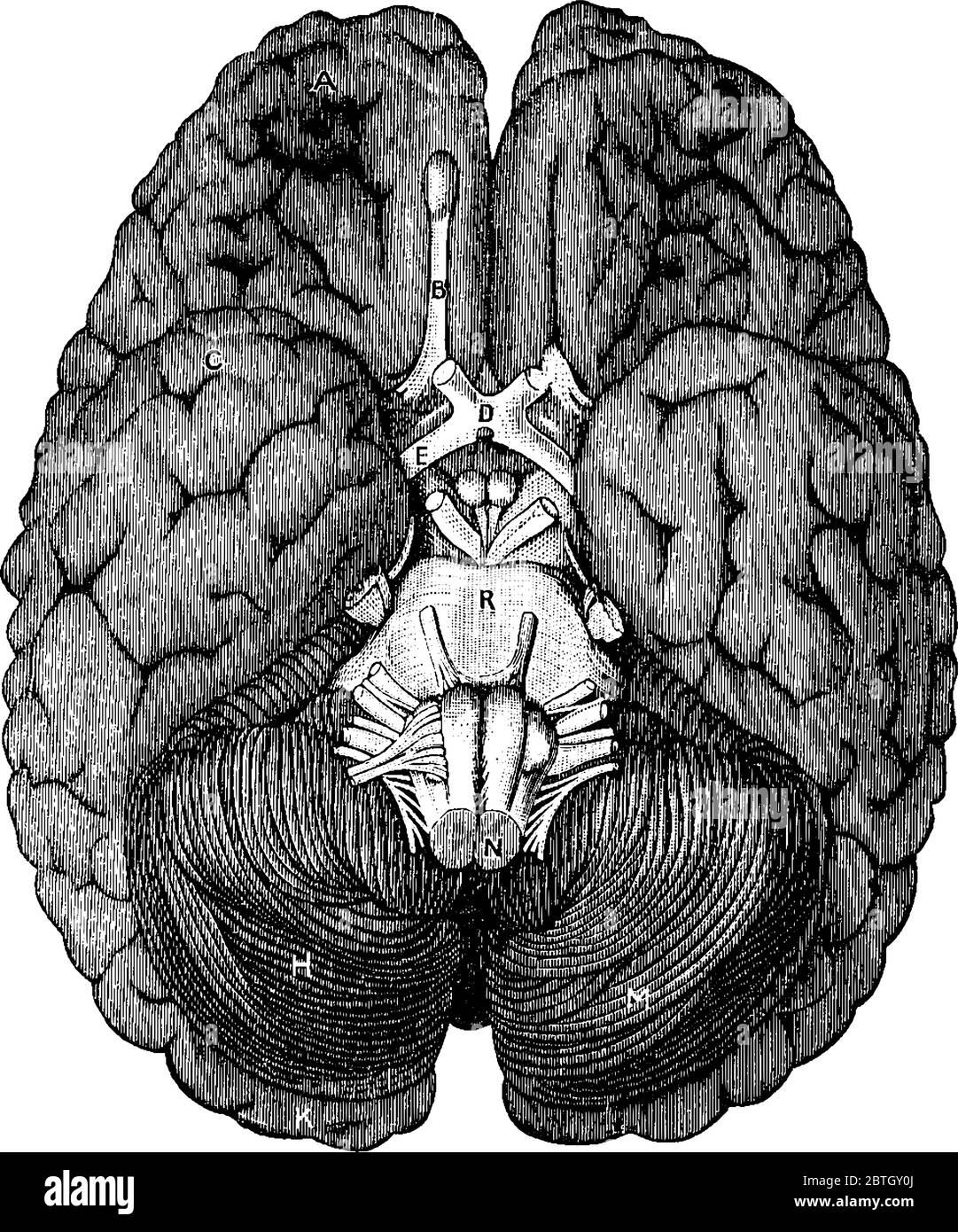 Die Basis des Gehirns, mit den Teilen A, Vorderlappen des Kleinhirns; B, Geruchsnerv; C, Teil des Hinterlappens; D, Chiasma opticus; E, op Stock Vektor